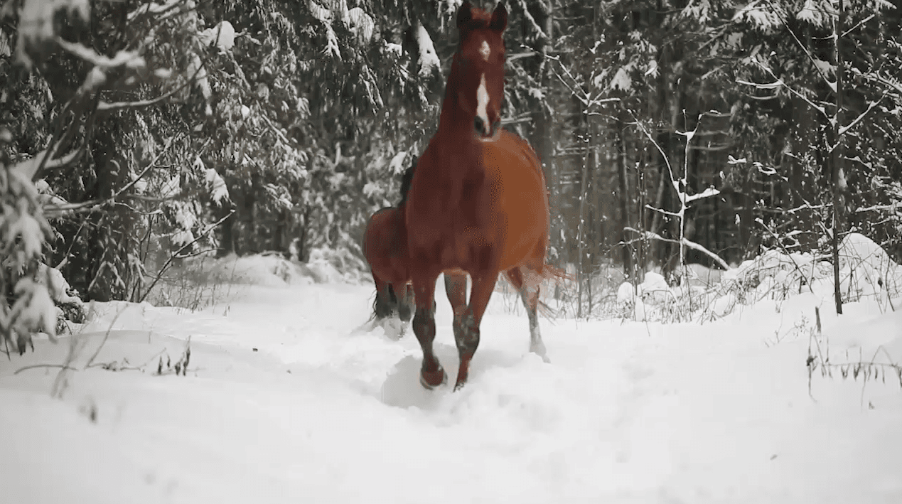 Snowy Horse Running