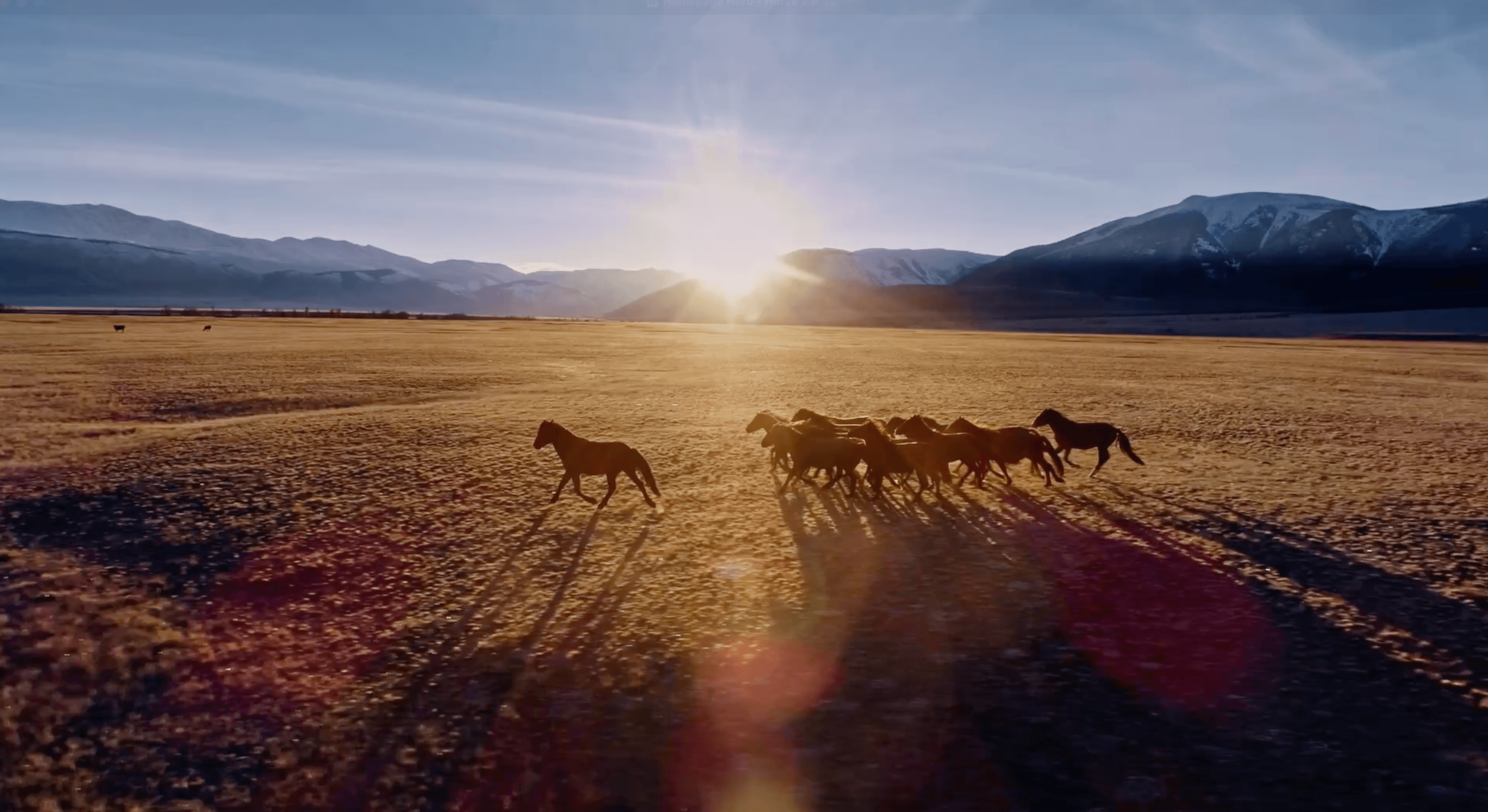 Homepage Hero-Horse2 Still